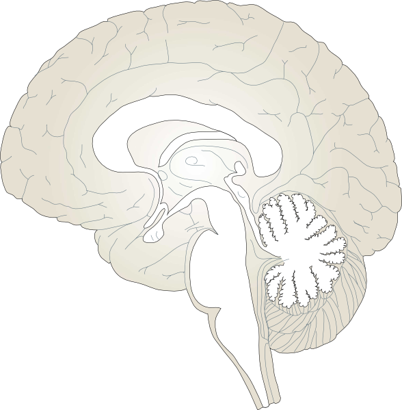 Brain sketch