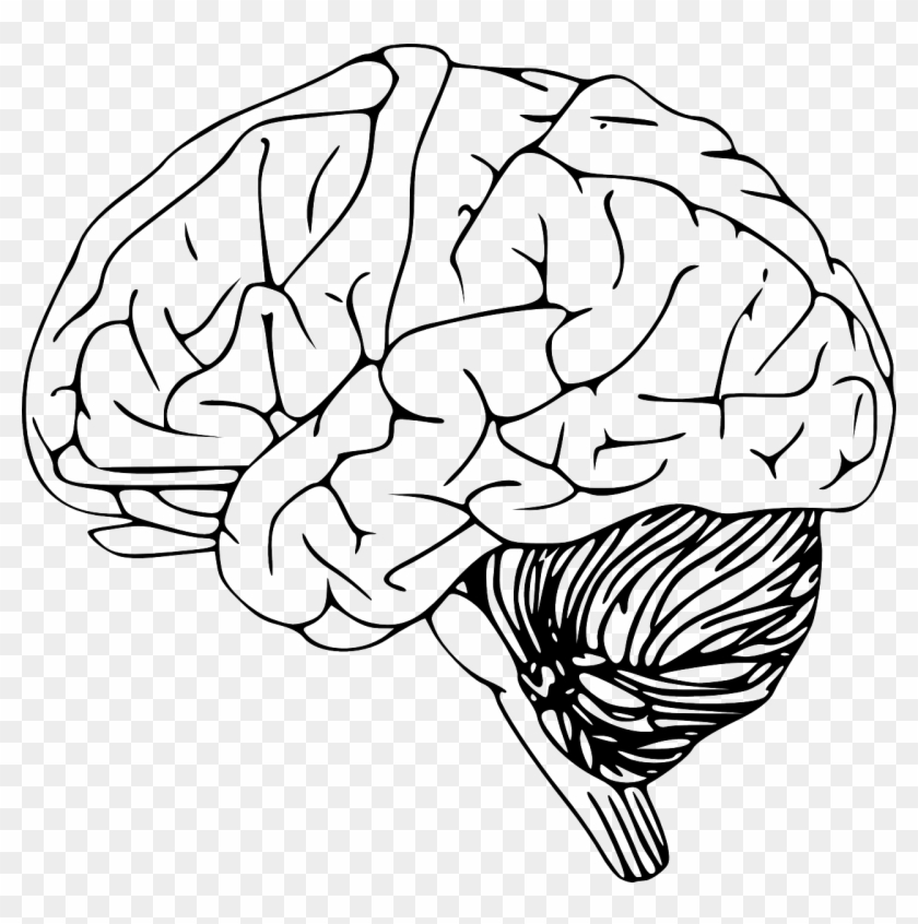 Clip art hd png. Clipart brain transparent background