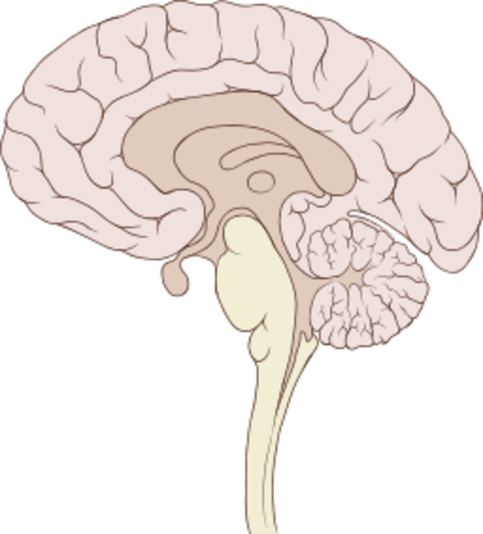 clipart brain vector