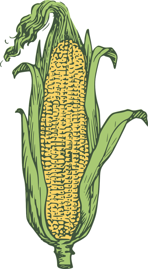 Crops clipart ear corn. Free photos starch search