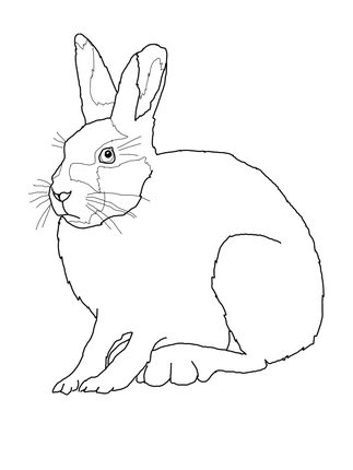 Clipart bunny arctic hare. Free cliparts download clip