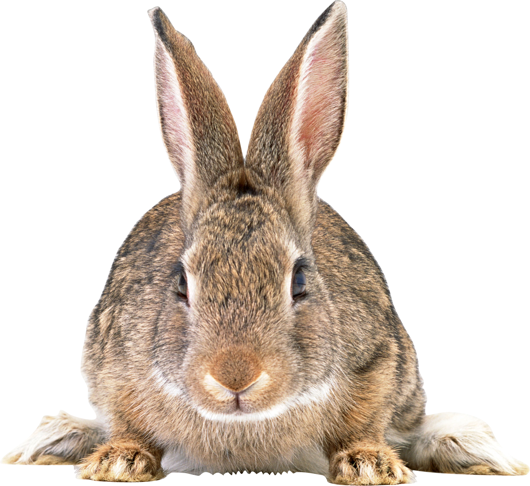 clipart bunny cottontail rabbit