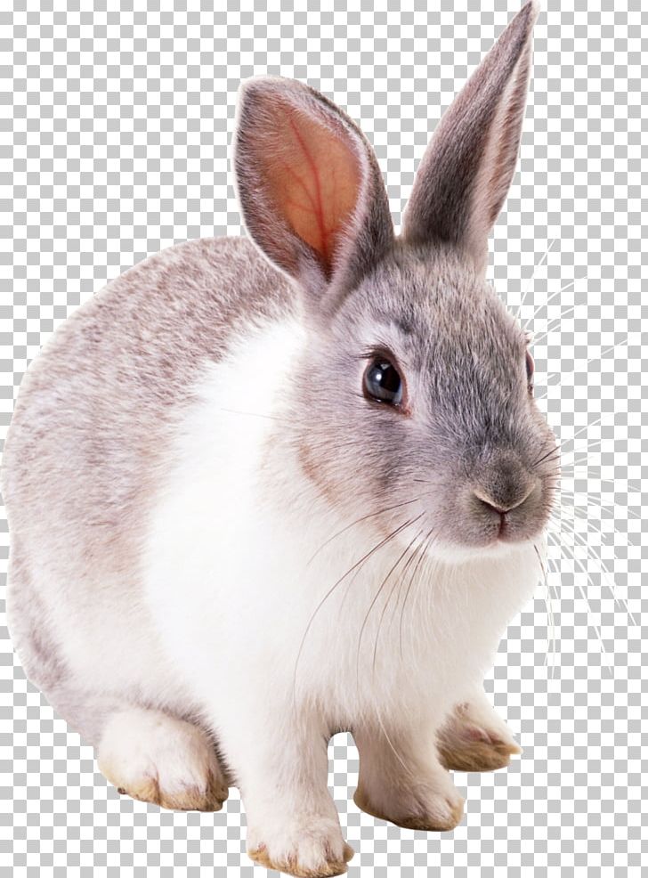 Clipart bunny cottontail rabbit. Easter european png 