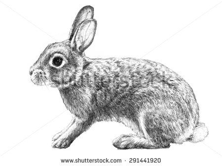 clipart bunny cottontail rabbit