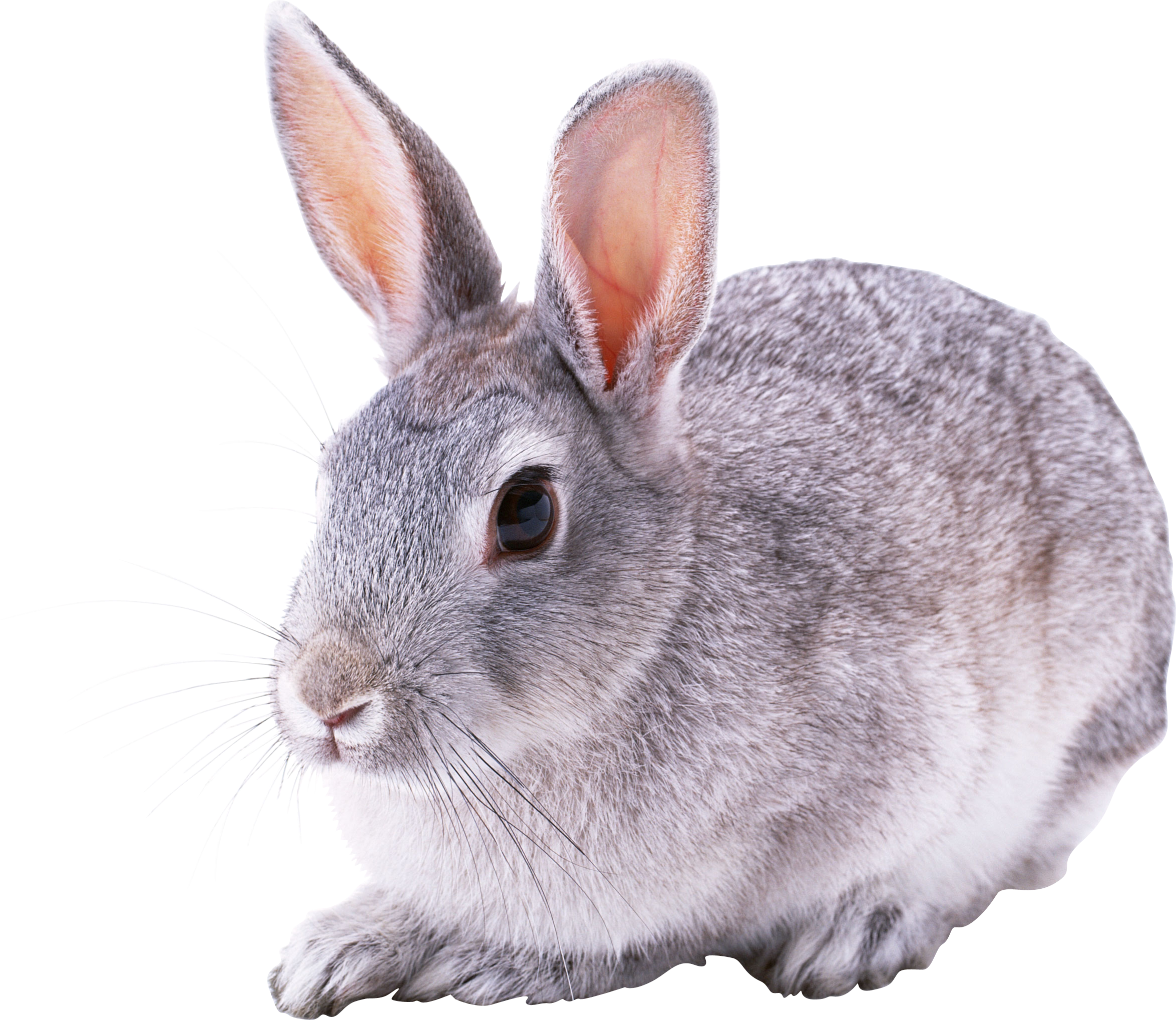 Rabbit png rabbits pinterest. Clipart forest bunny