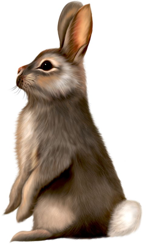 clipart rabbit rabit