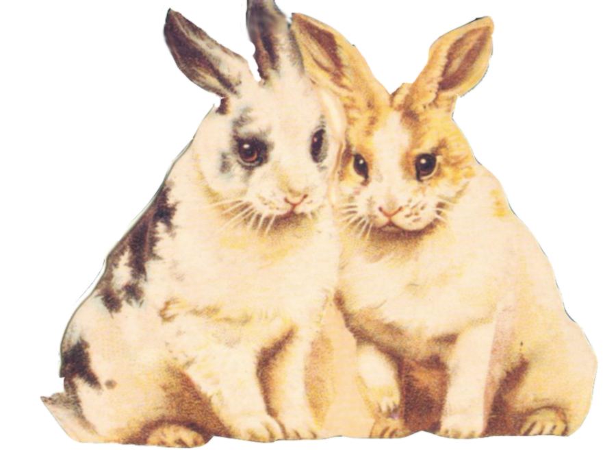 pets clipart rabbit