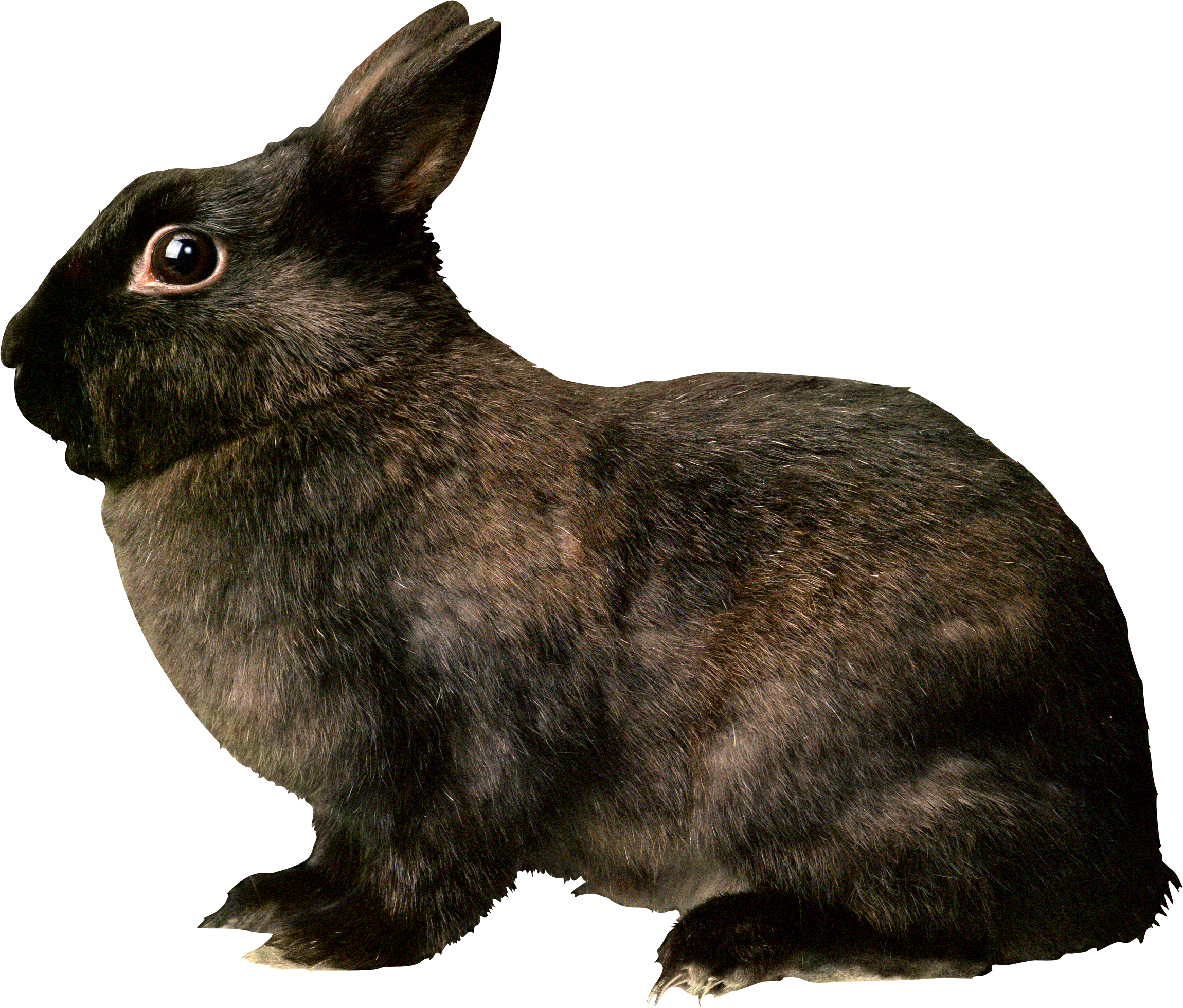 clipart bunny profile