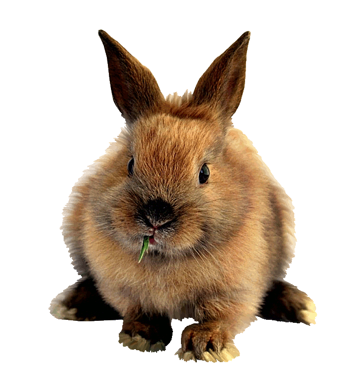 clipart bunny snowshoe rabbit