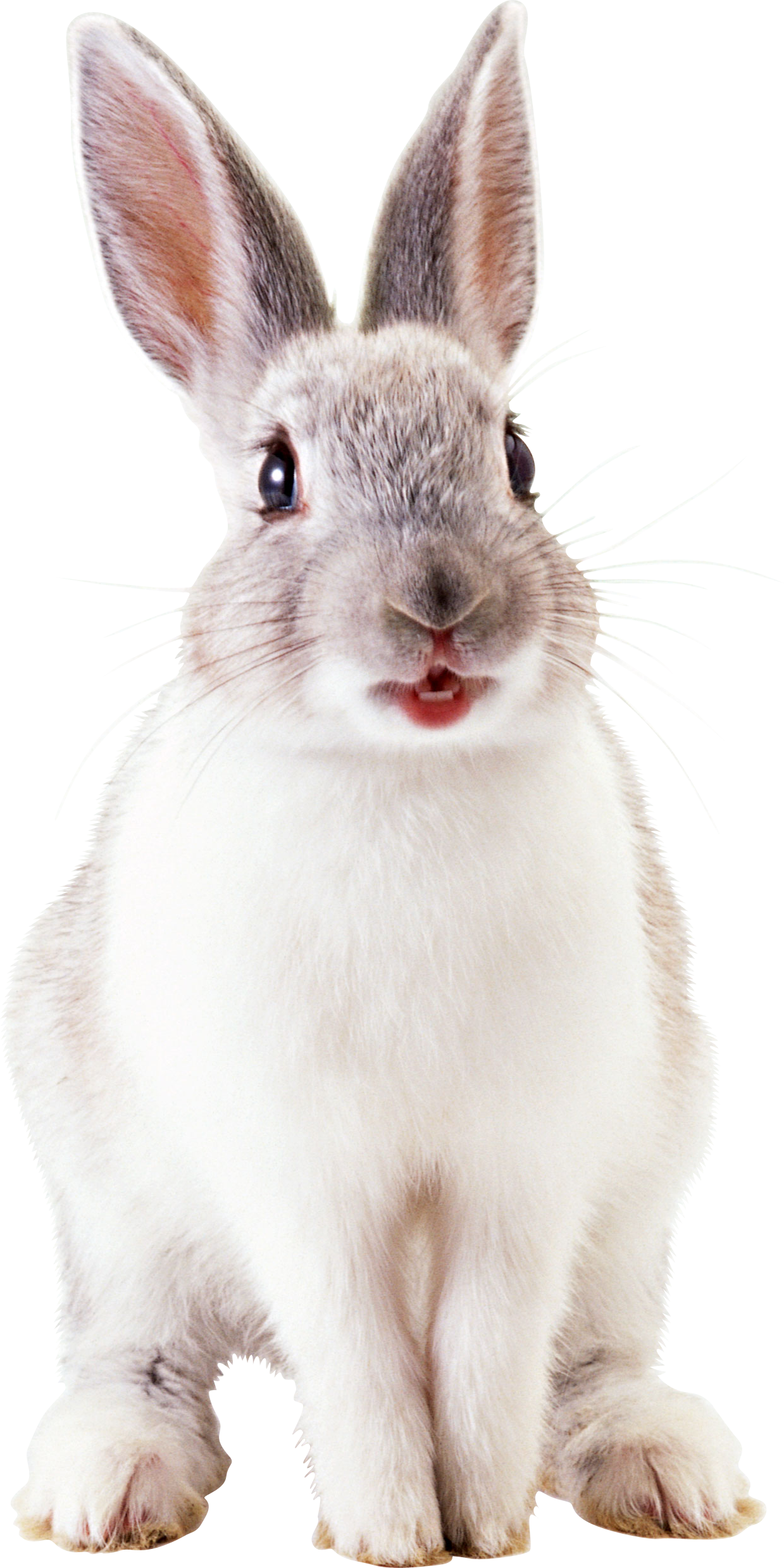 clipart bunny snowshoe rabbit