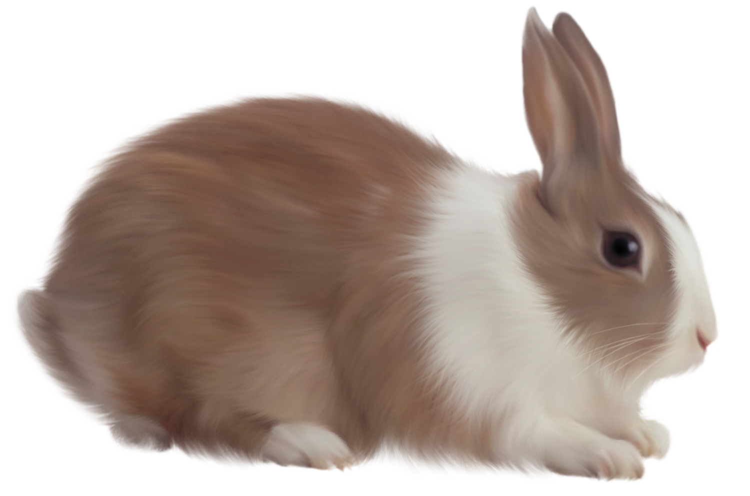Png images free pictures. Ears clipart white rabbit