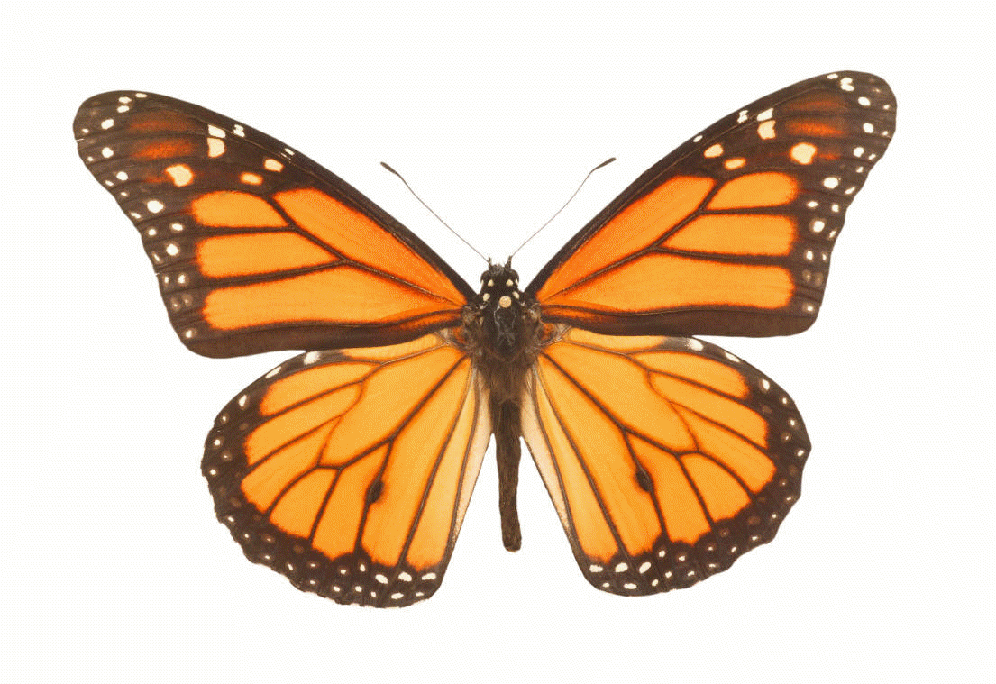 clipart butterfly animation