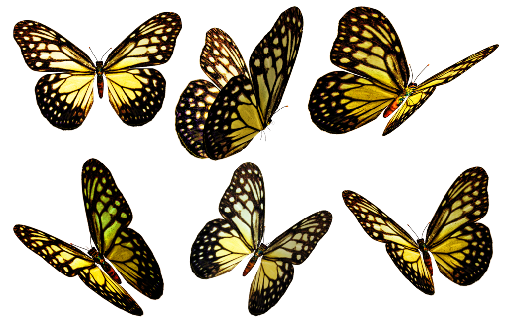 clipart butterfly beige