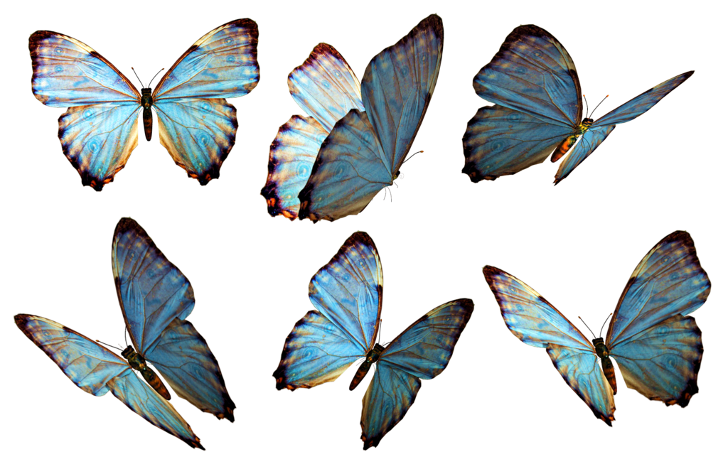 clipart butterfly bird