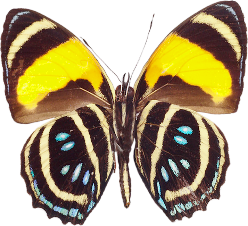 moth clipart brown butterfly