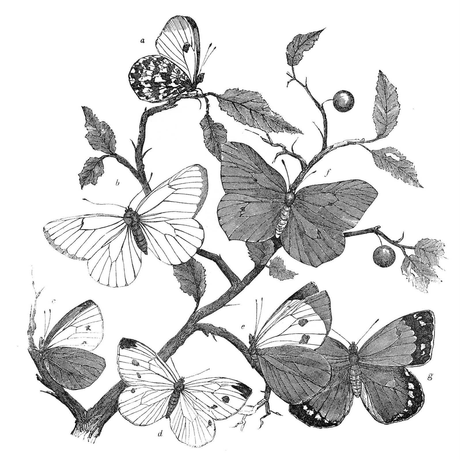 Antique natural history clip. Clipart butterfly bunch