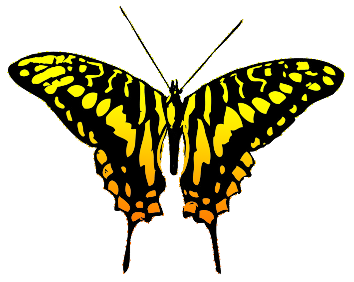 clipart summer butterfly