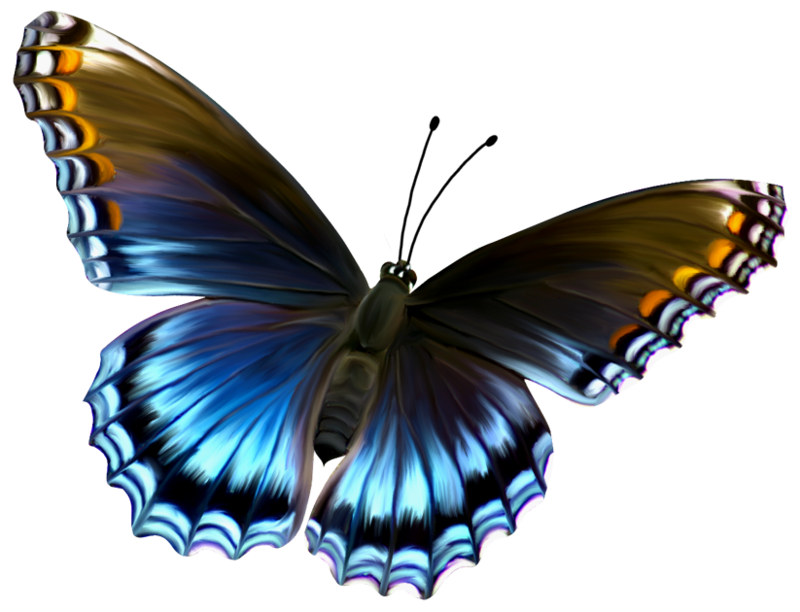 Butterfly change