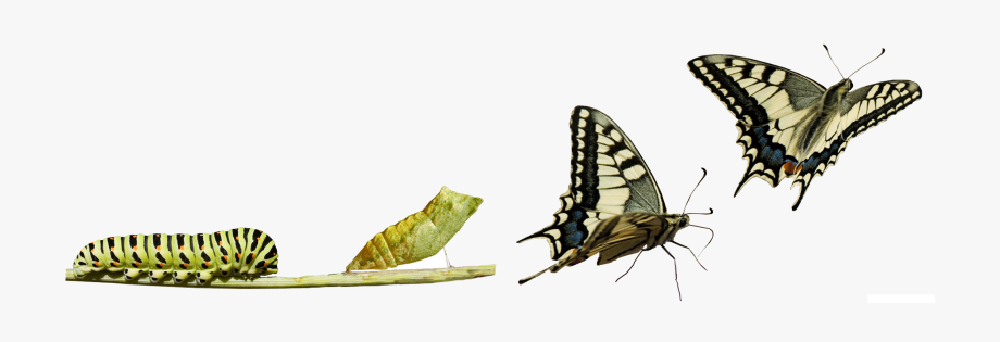 clipart butterfly change