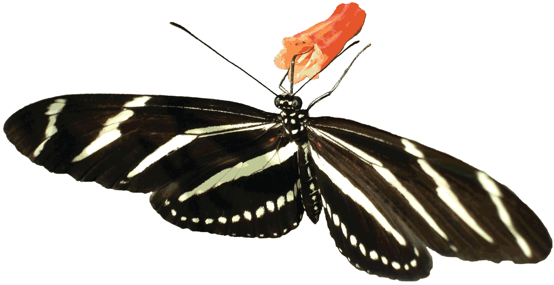 nature clipart butterfly