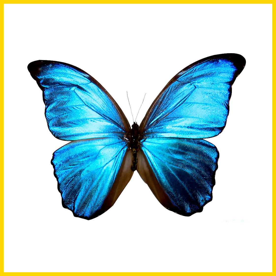 clipart butterfly couple
