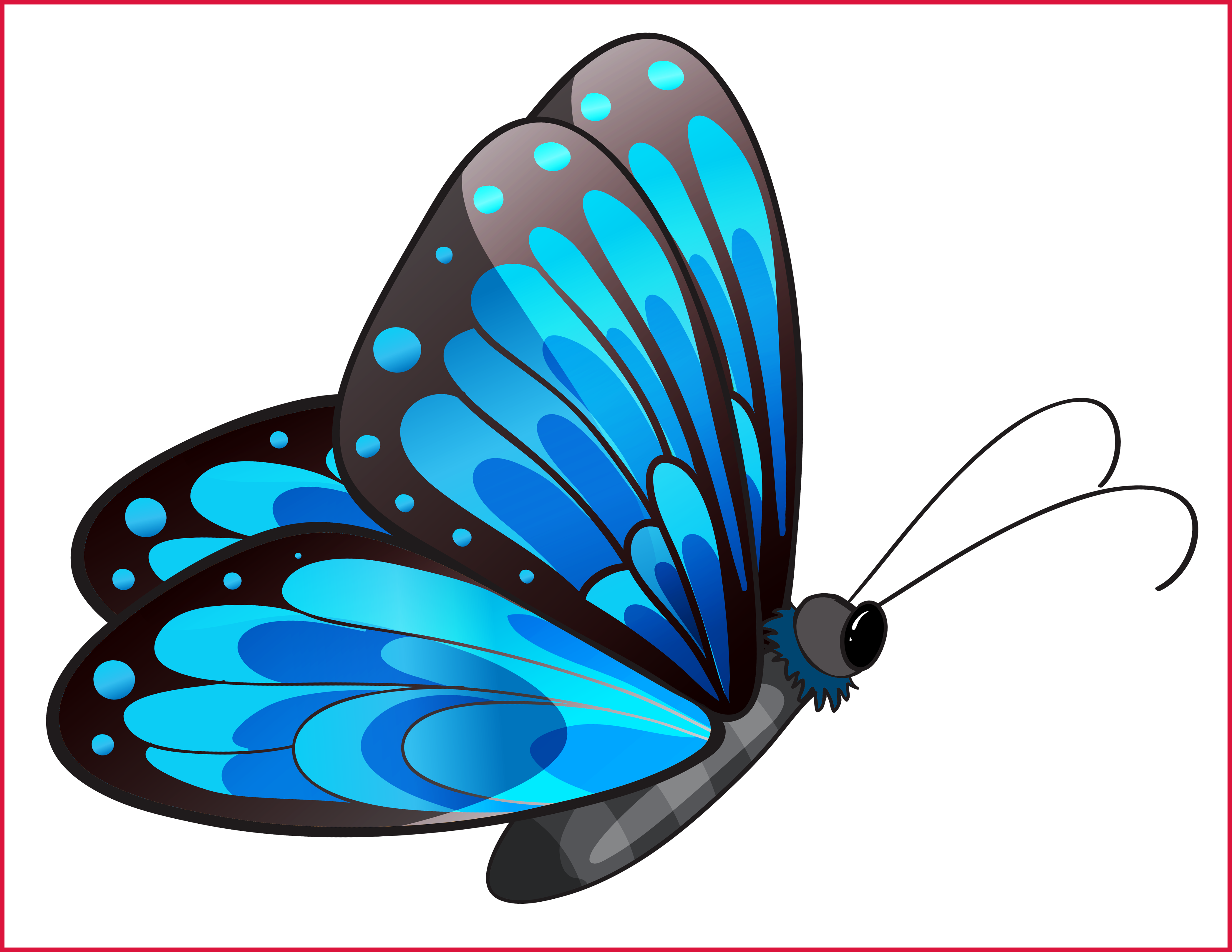 clipart butterfly couple