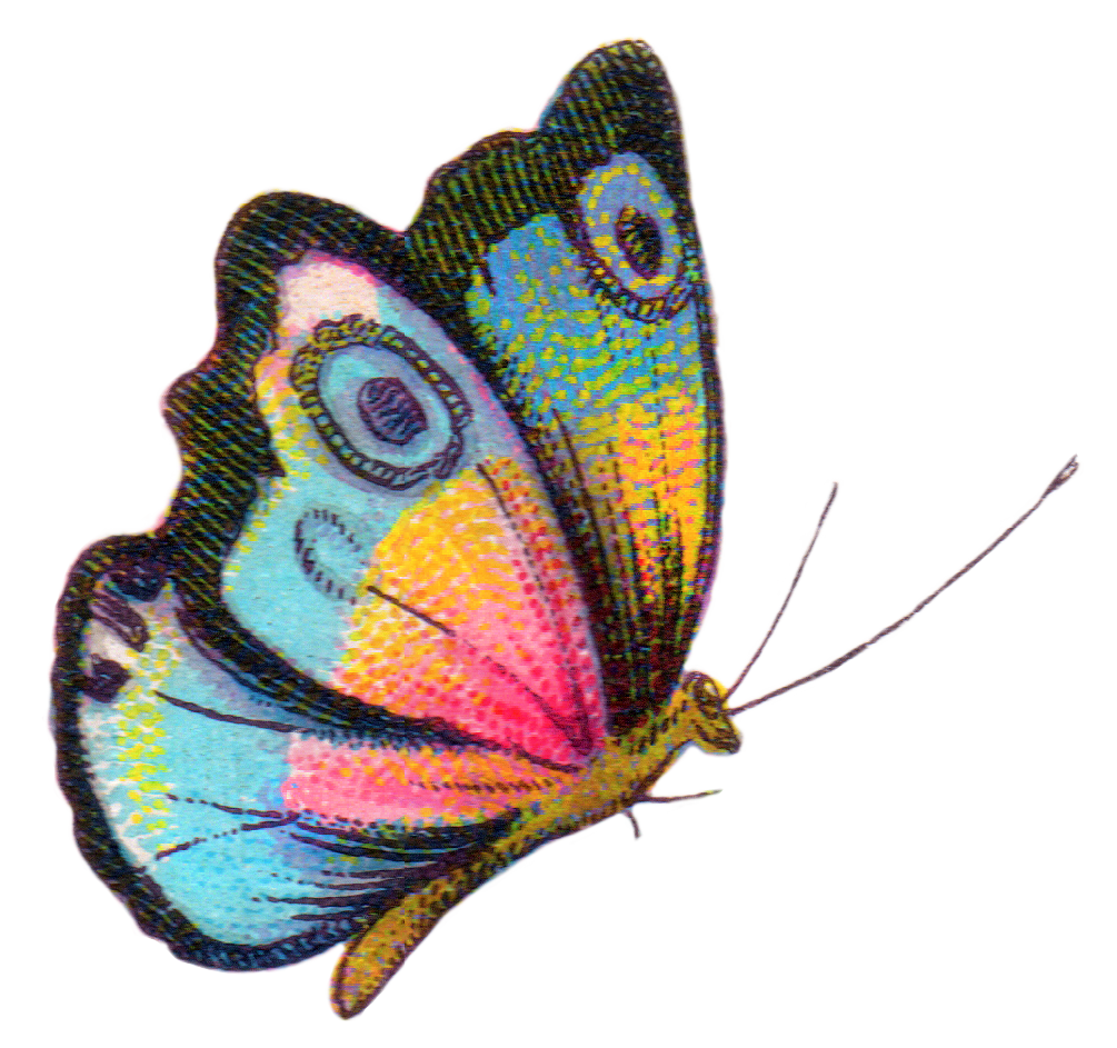 clipart butterfly evolution