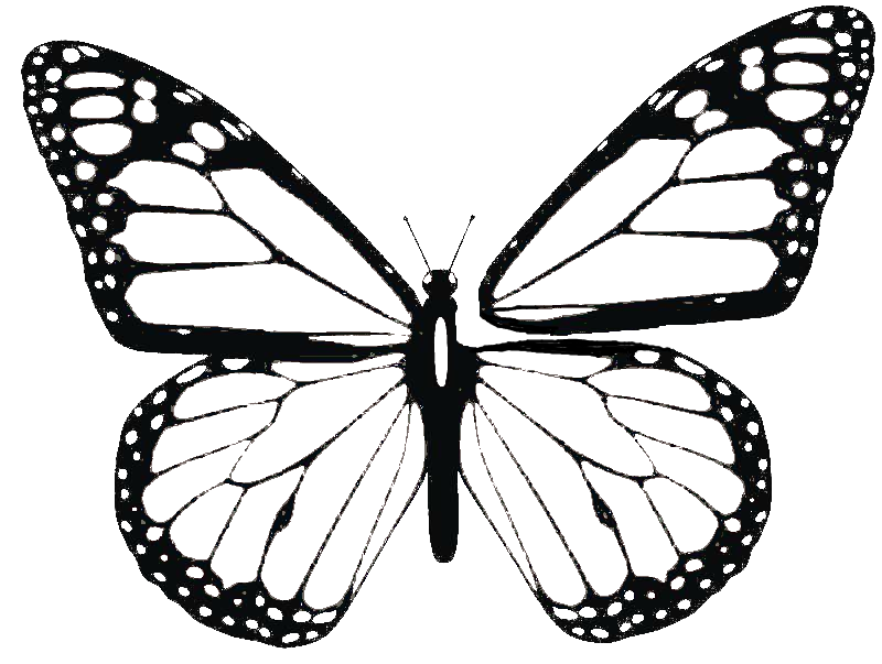 clipart butterfly evolution