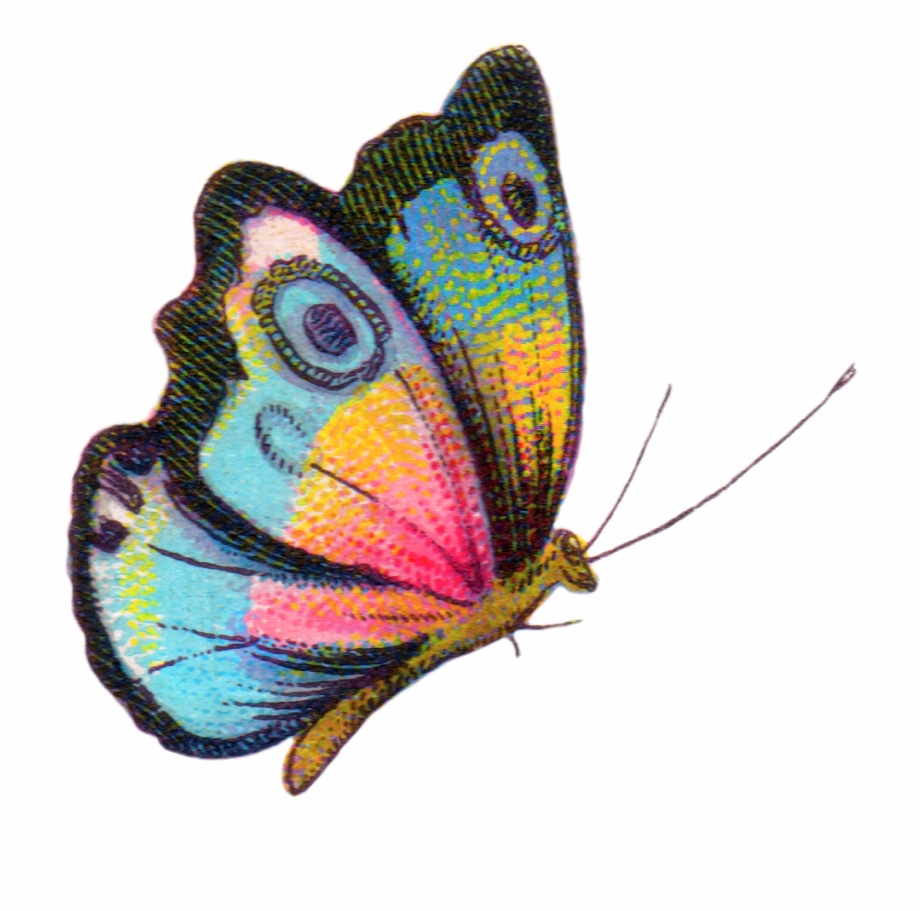 Clip art pictures vintage. Clipart butterfly evolution