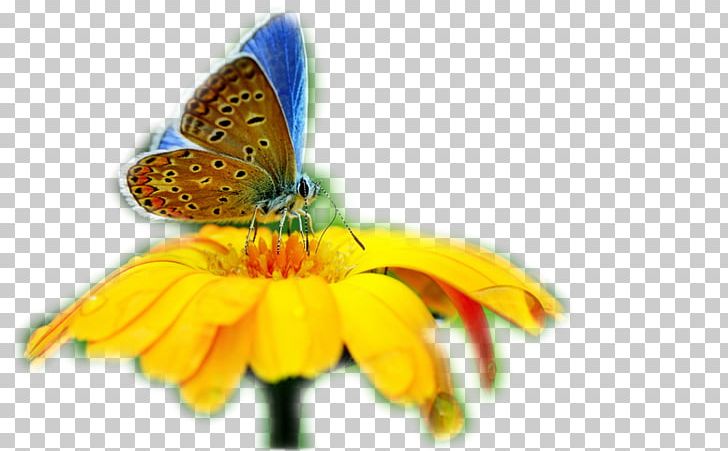 Clipart butterfly evolution. Insect desktop of butterflies