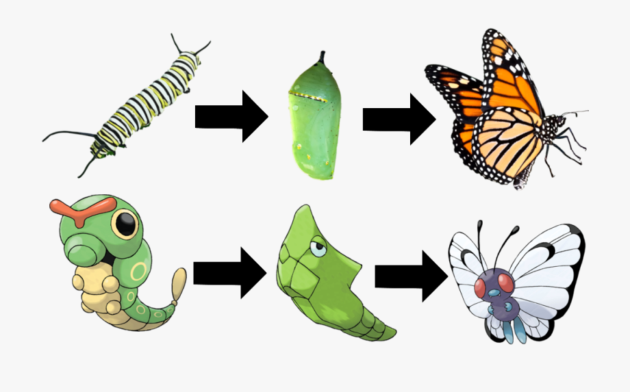 Evolution Of Butterfly