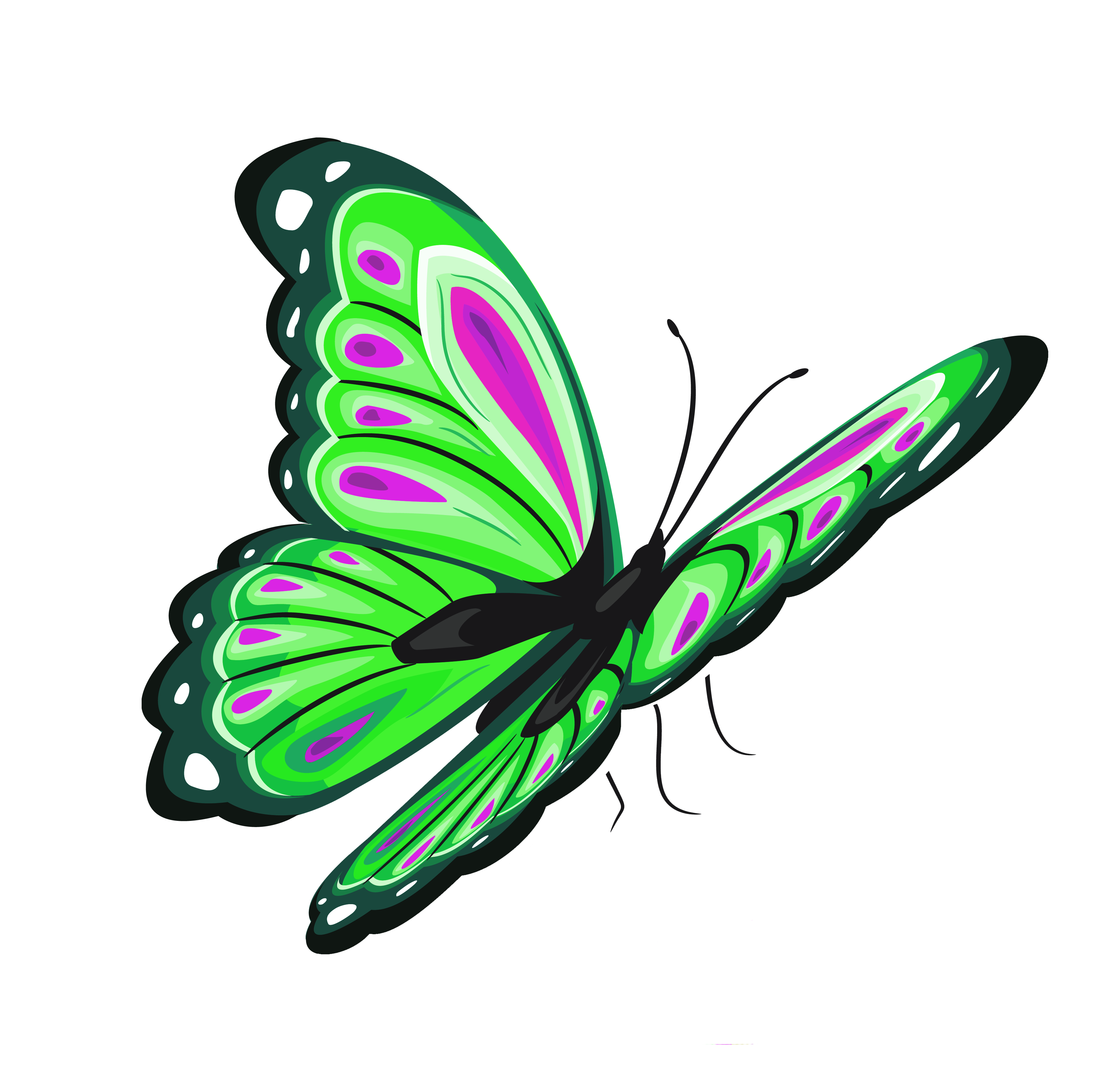 clipart butterfly lime green