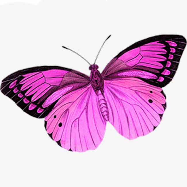 Purple cute clip art. Clipart butterfly magenta