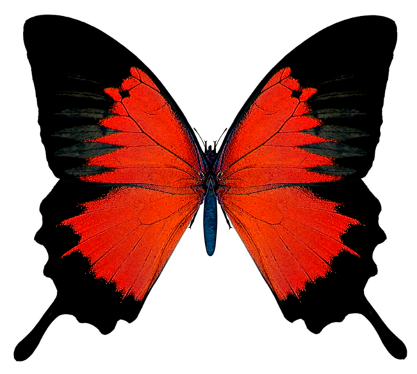 red clipart butterfly