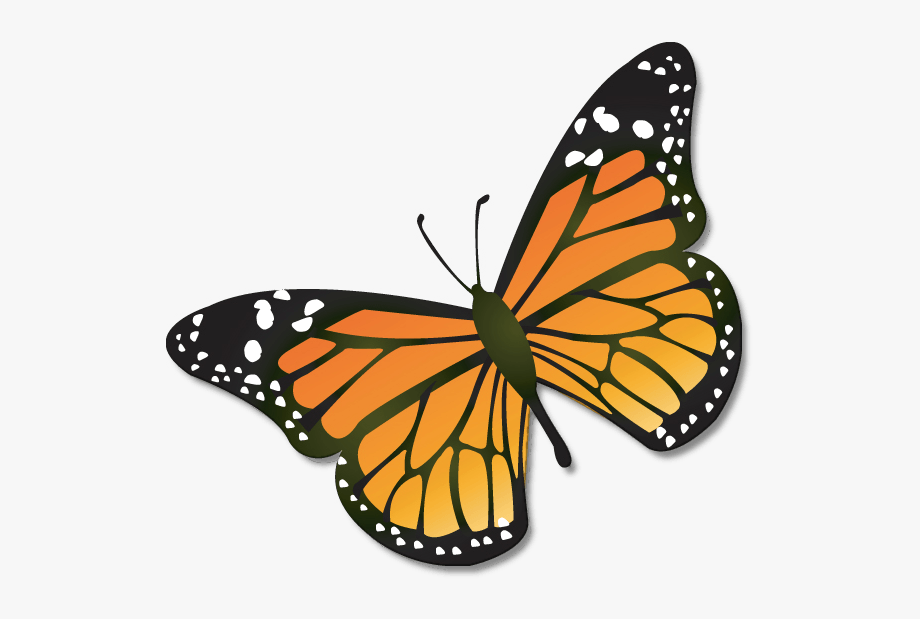 Clipart butterfly monarch. Cartoon 