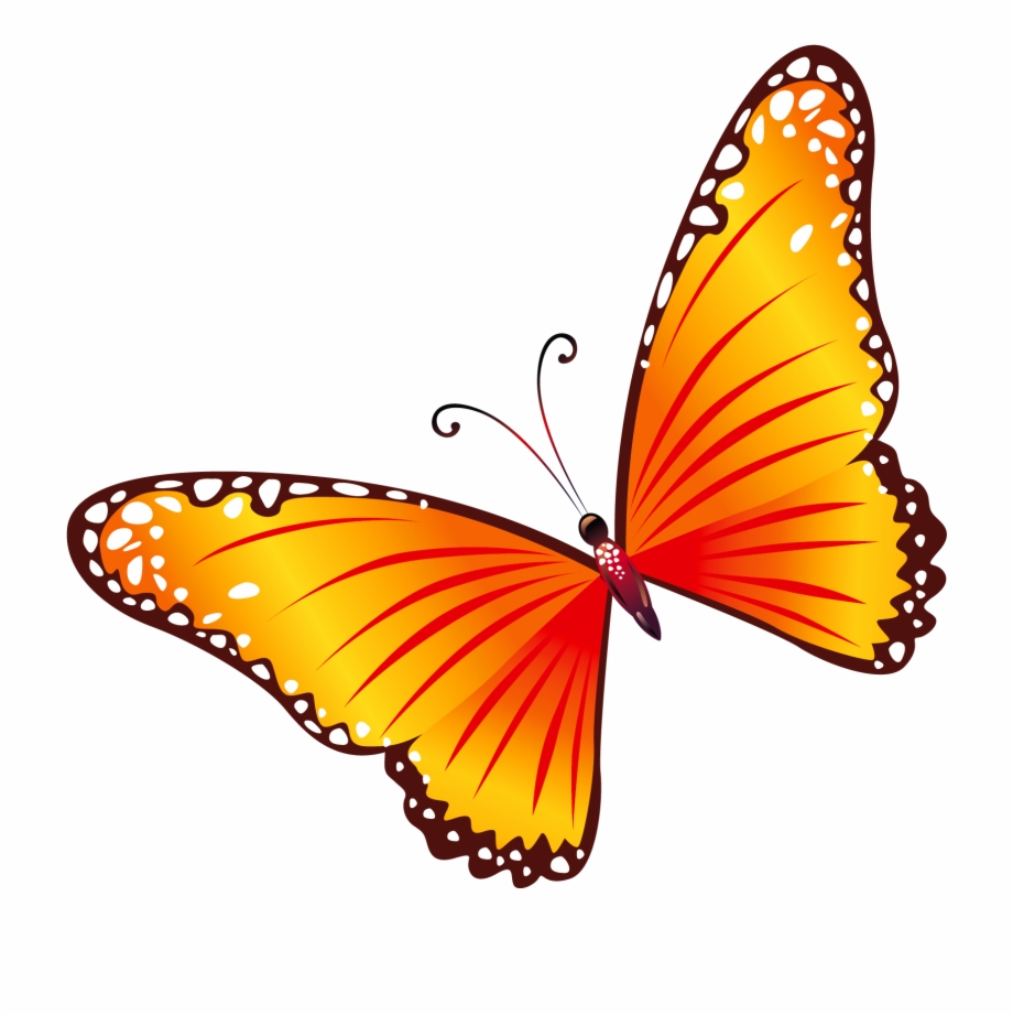 Transparent png yellow and. Clipart butterfly orange