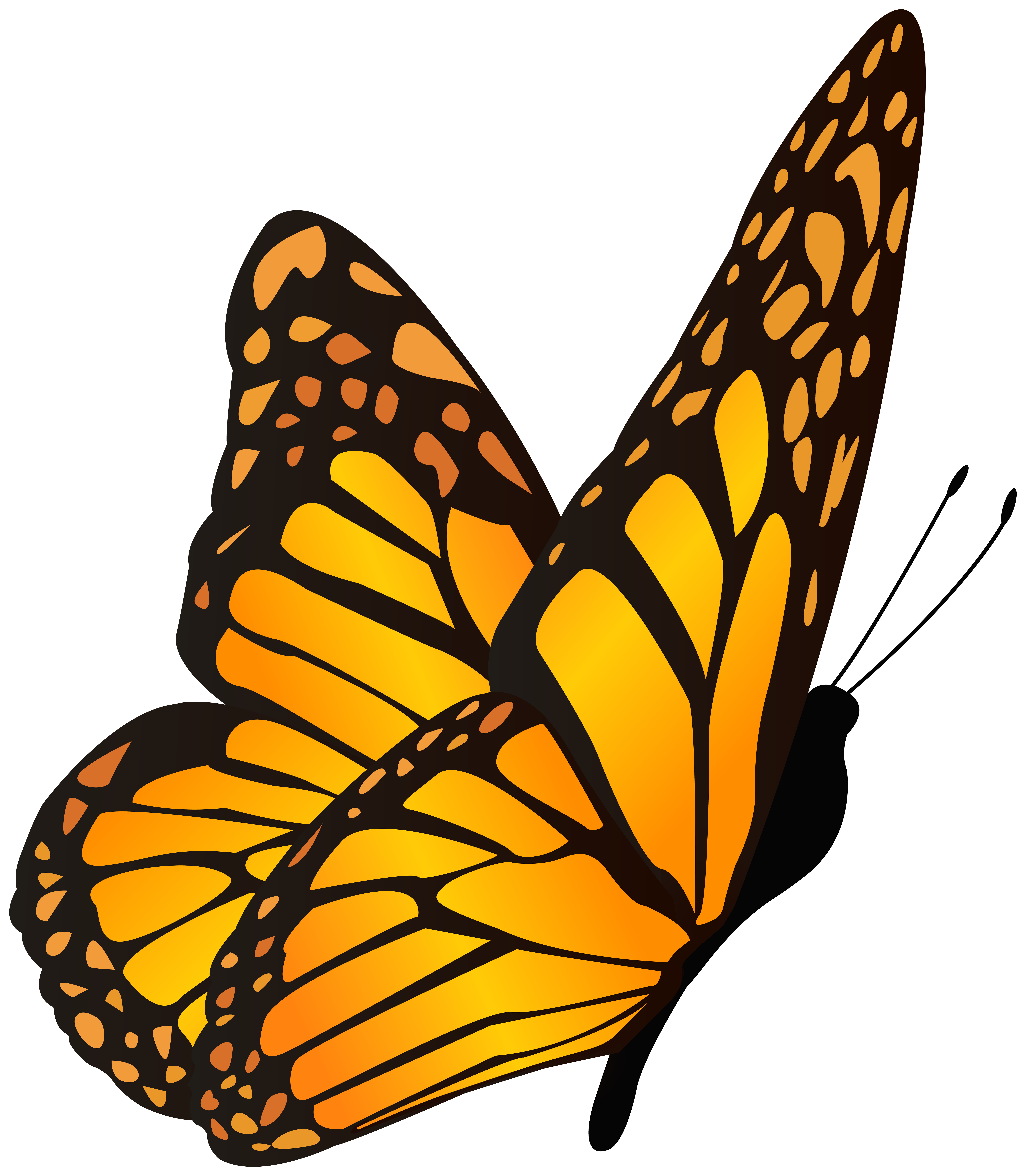 Yellow image gallery . Clipart butterfly orange
