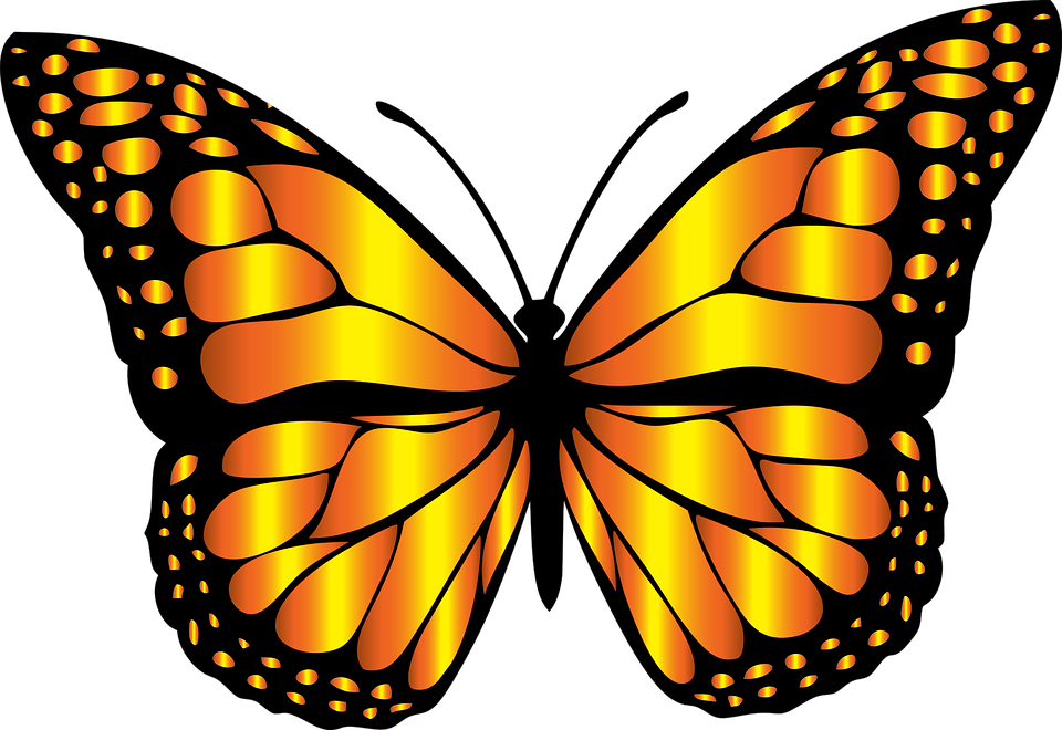 clipart butterfly orange