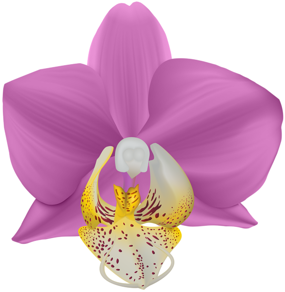 clipart butterfly orchid