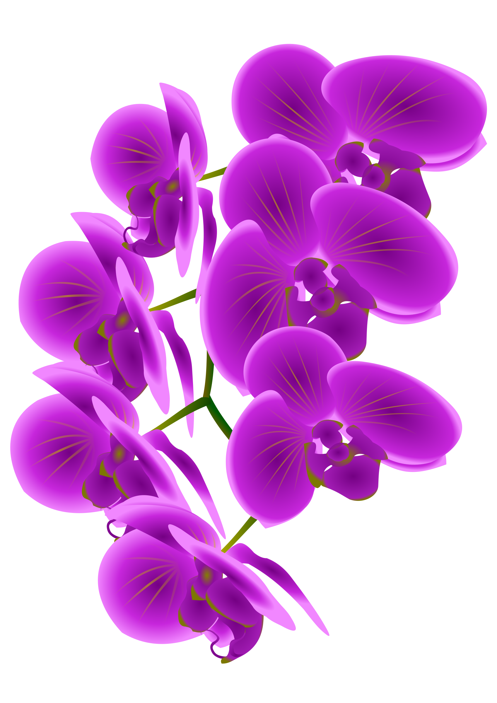 orchid clipart orchid singapore