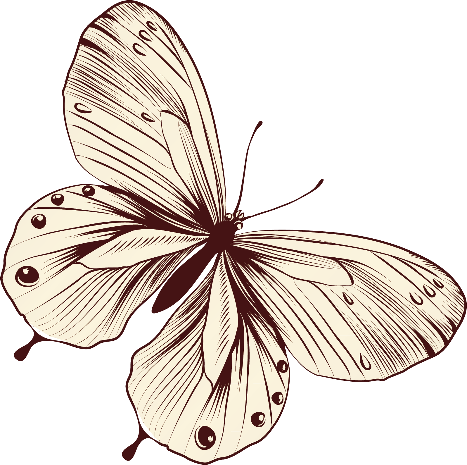 moth clipart buttefly