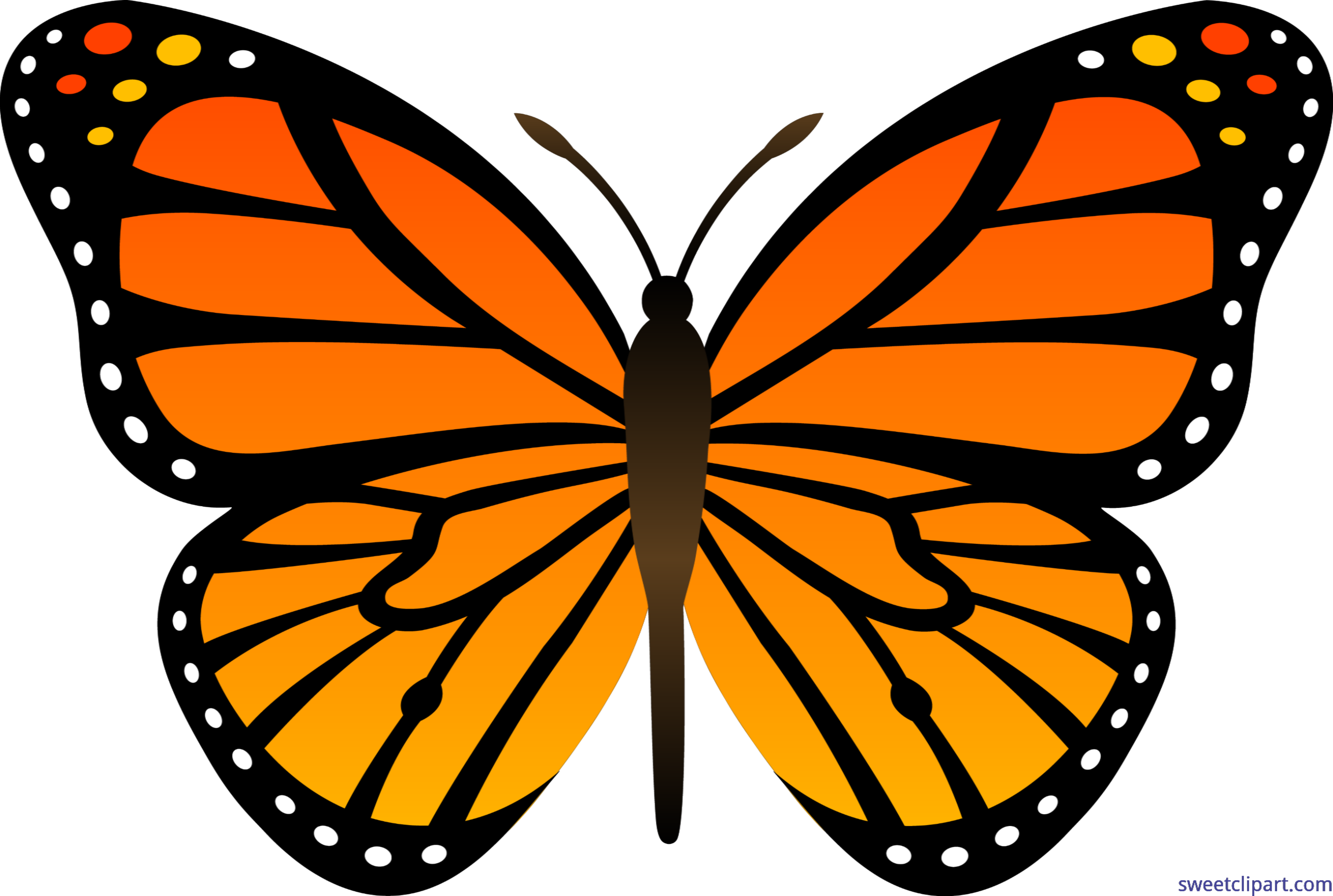 clipart butterfly realistic