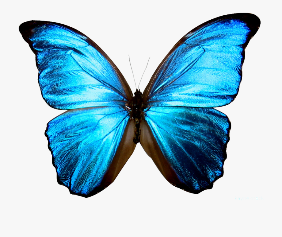Free cliparts on clipartwiki. Clipart butterfly sky blue