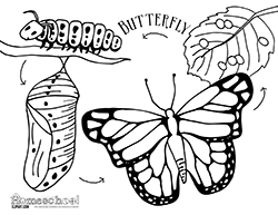 cycle clipart butterfly stage