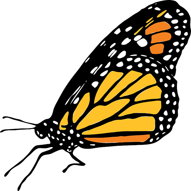 clipart butterfly vector