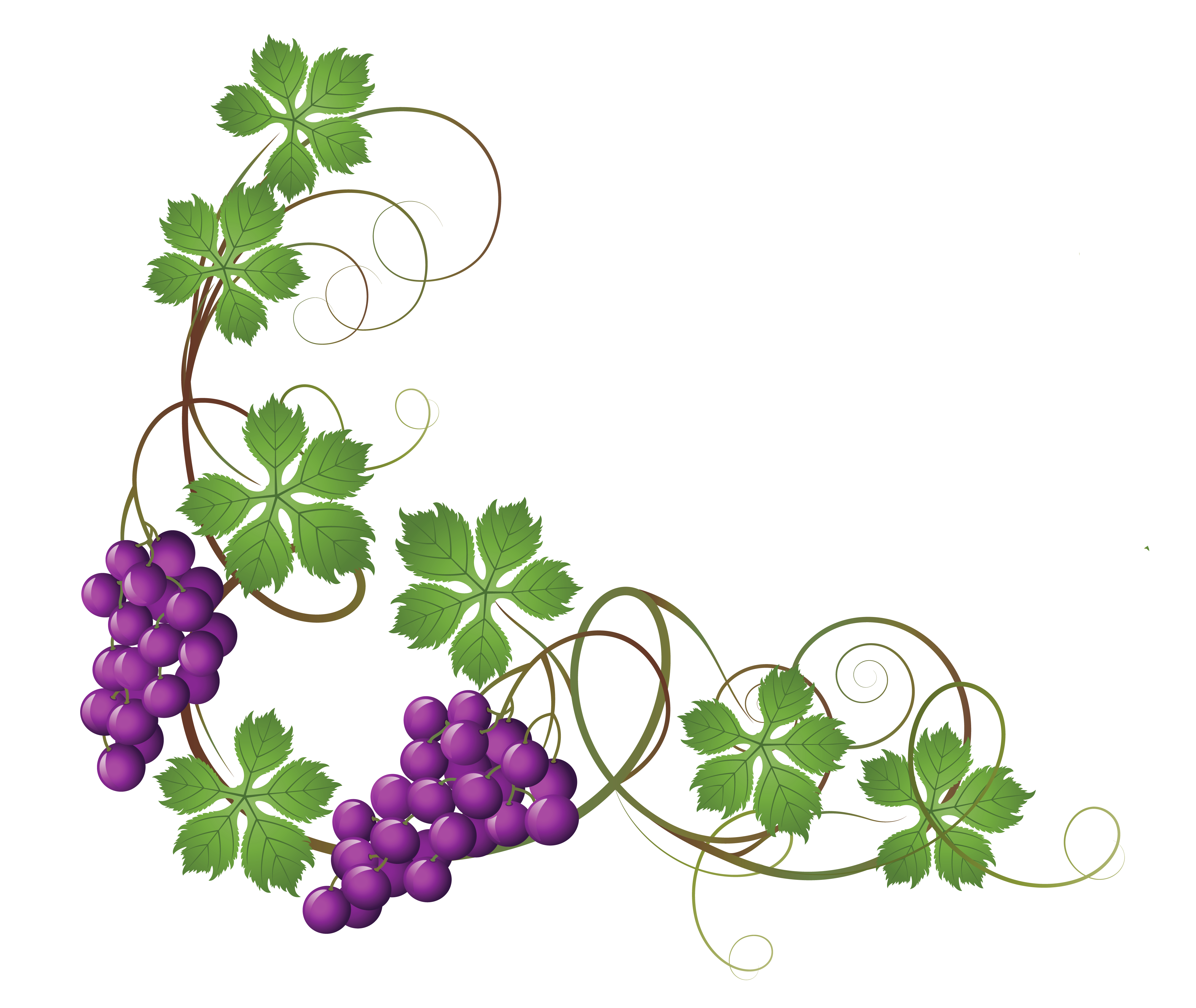 Transparent vine decoration png. Vines clipart doodle
