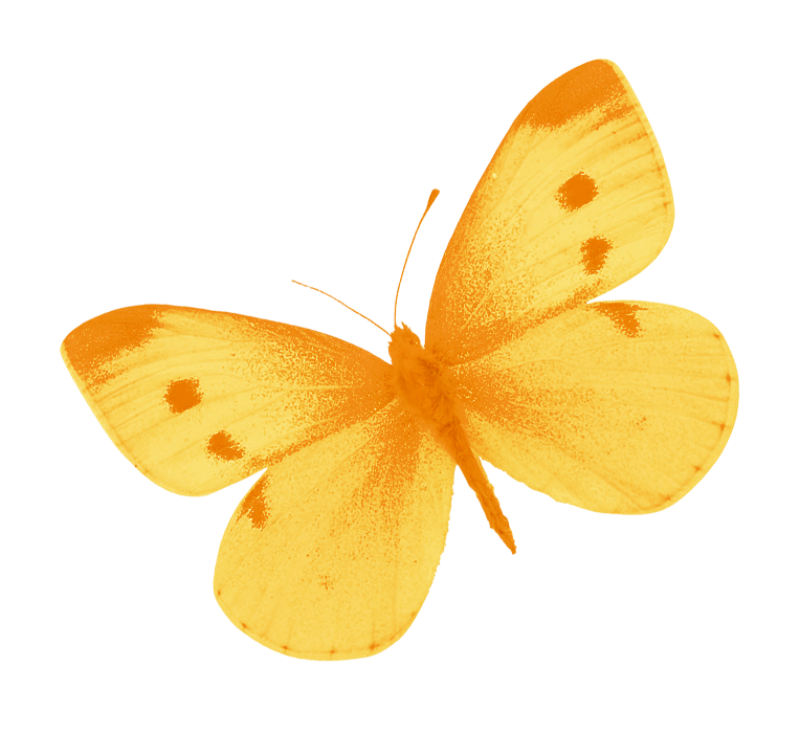 clipart butterfly yellow