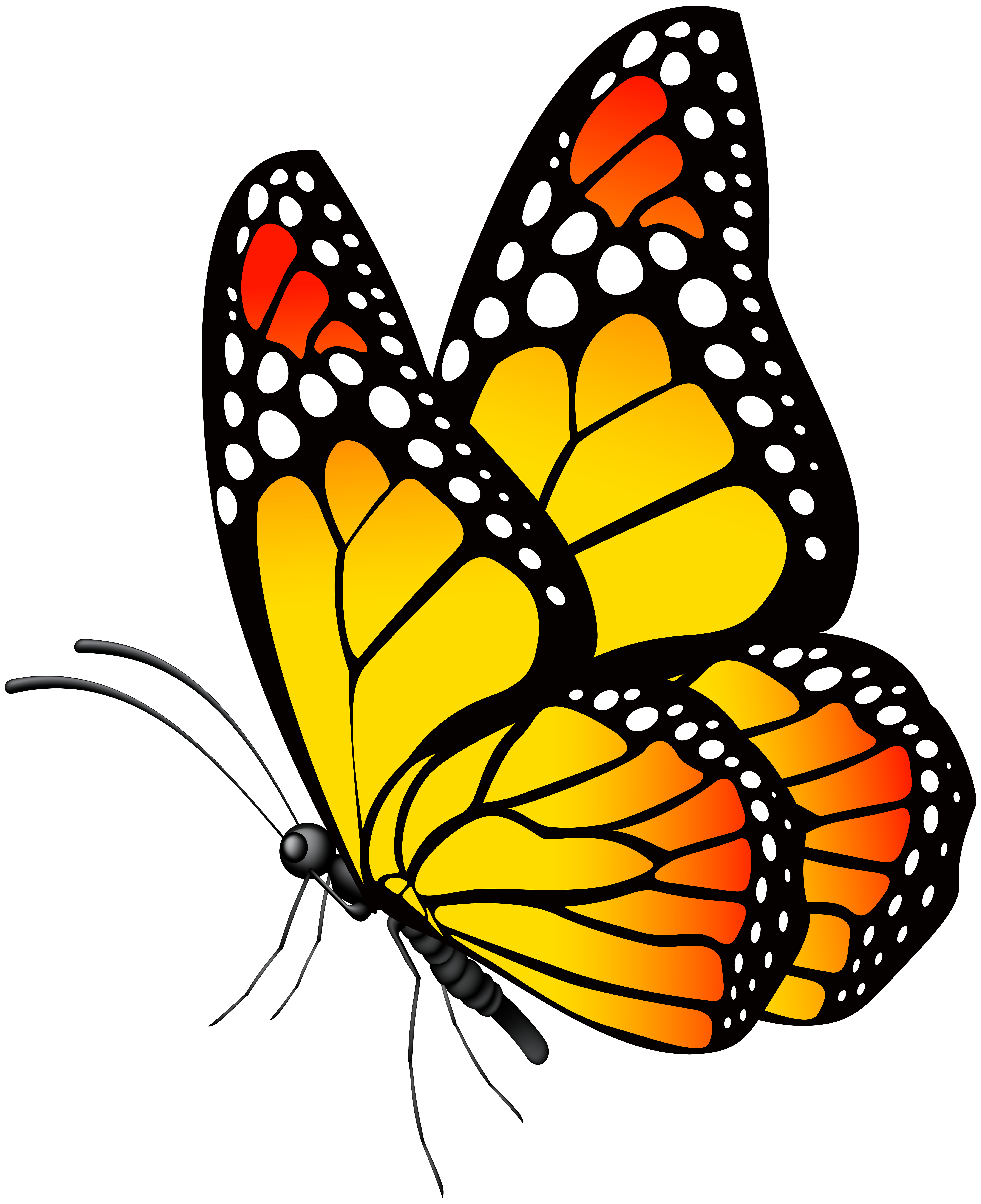 photography clipart butterfly
