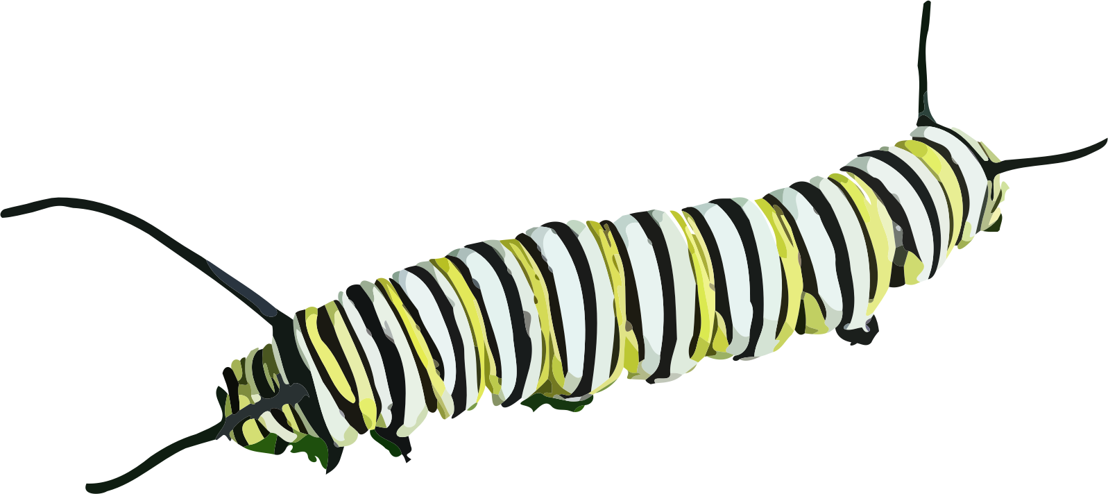 clipart zebra butterfly