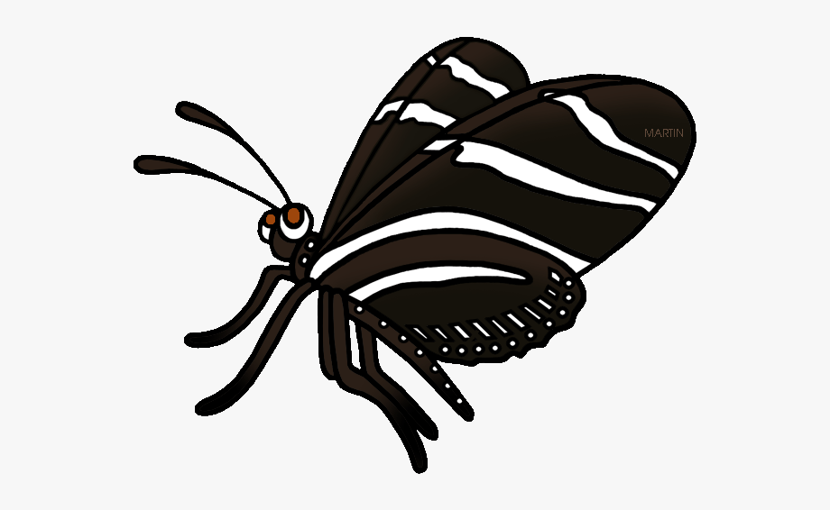 clipart butterfly zebra